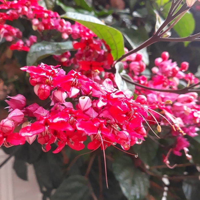 Клеродендрум специозум прекраснейший