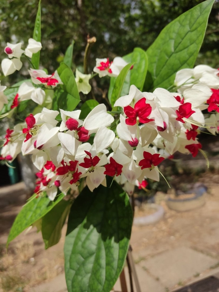 Цветок клеродендрум томпсона