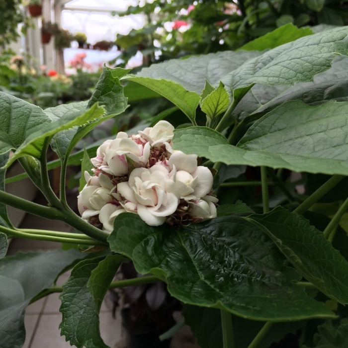 Клеродендрум мадагаскарский