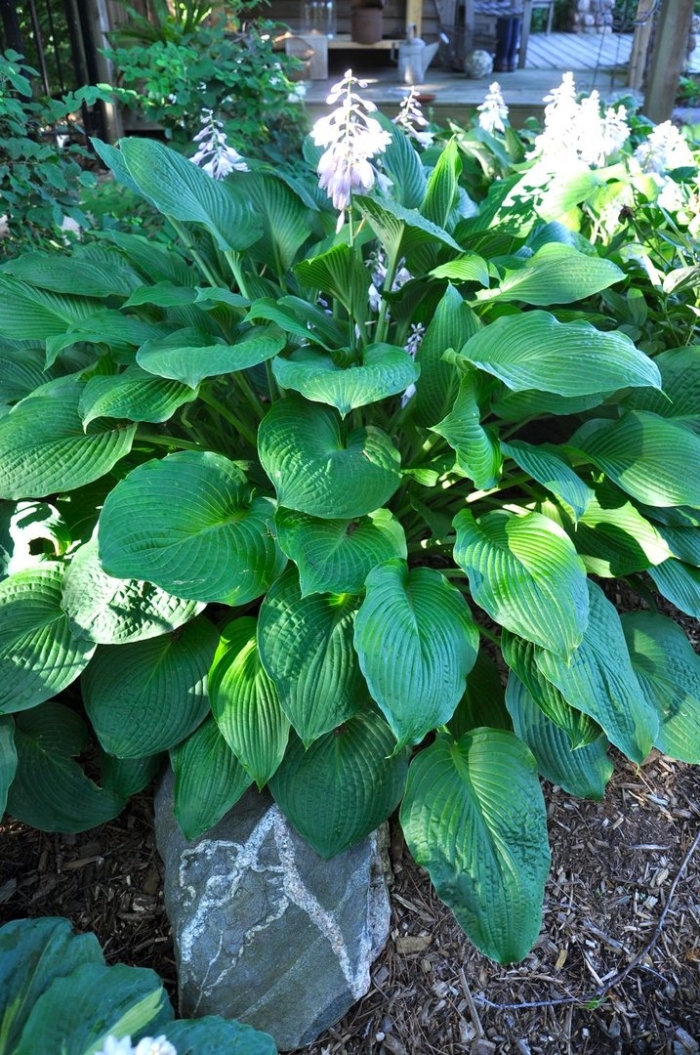 Хоста ланцетолистная