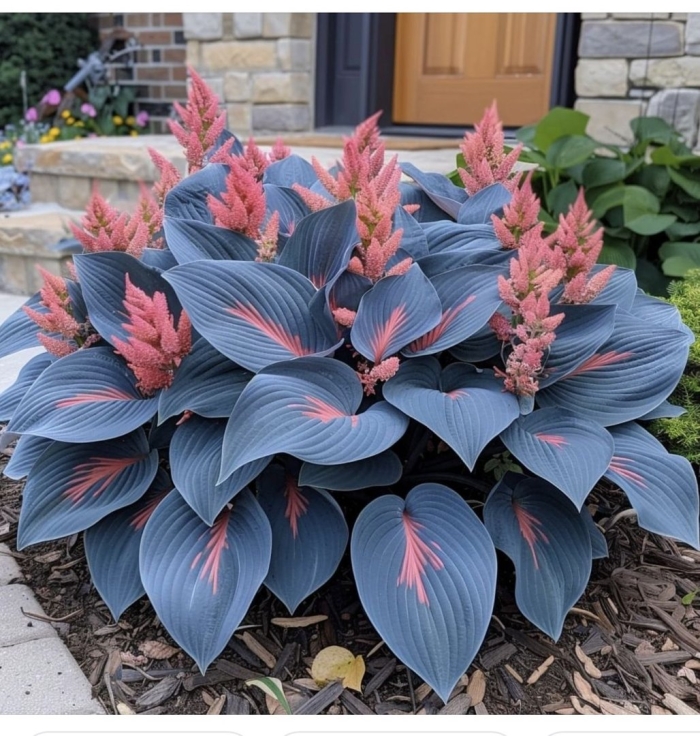 Хоста растение