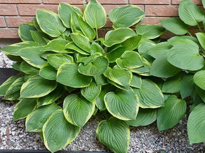 Хоста abiqua moonbeam