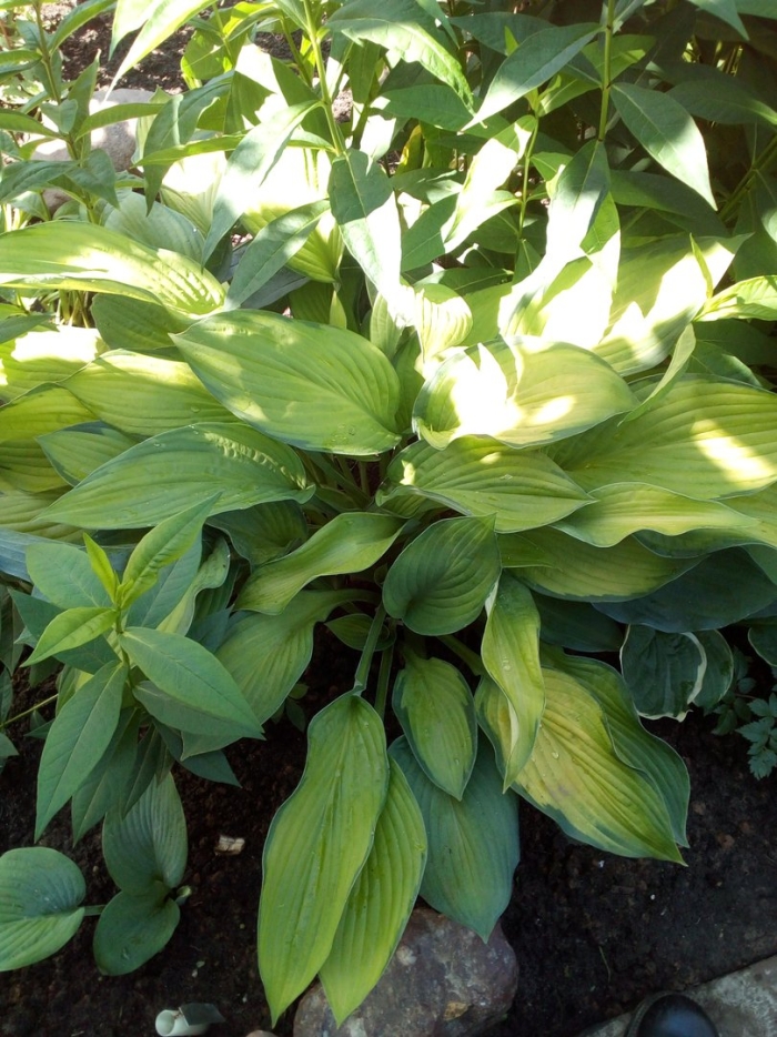 Хоста аллигатор элли