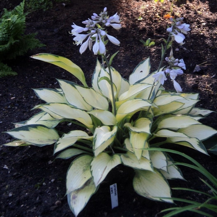 Хоста yoshinogawa