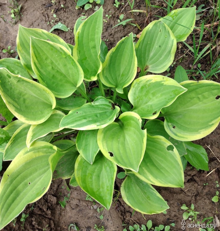 Халцион хоста