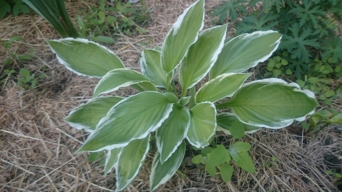 Хоста альбомаргината
