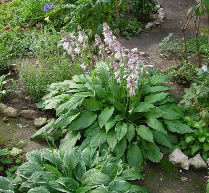 Хоста цветы многолетники