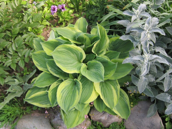 Хоста айвори коаст