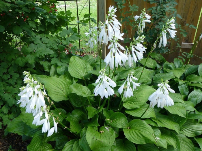 Хоста роял стандарт