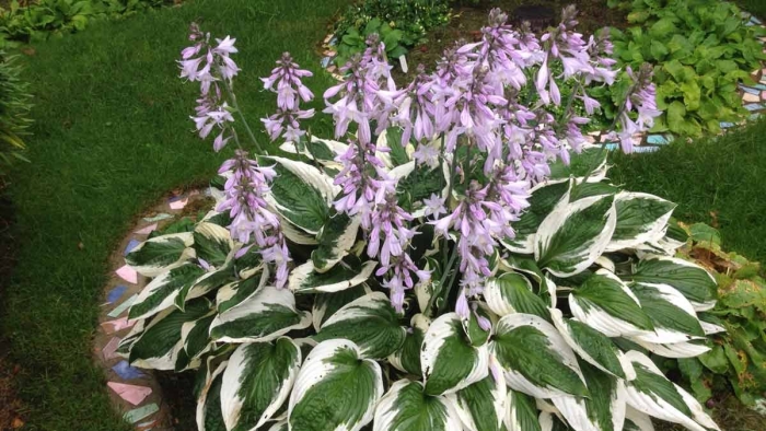 Хоста узколистная