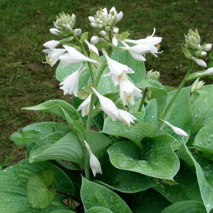 Хоста plantaginea