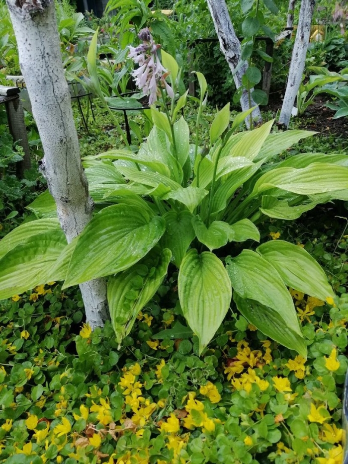 Хоста зеленая