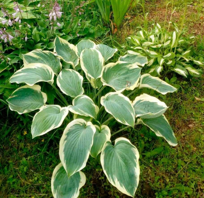 Хоста мышиные ушки