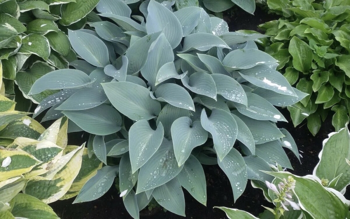 Хоста гибридная канадиан блу