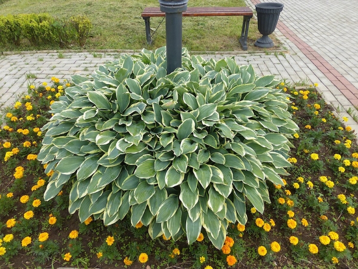 Многолетник хоста