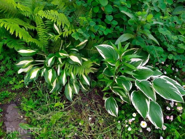 Хоста ти дауг