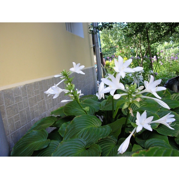 Хоста королевская