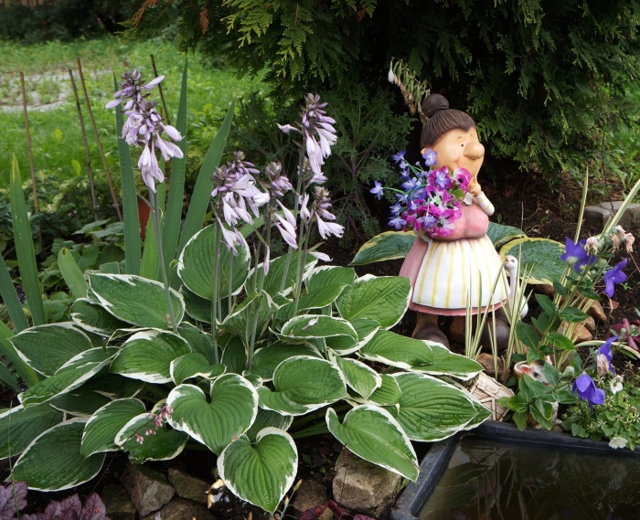 Хоста растение гигант