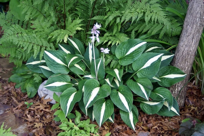 Хоста альпийская нана