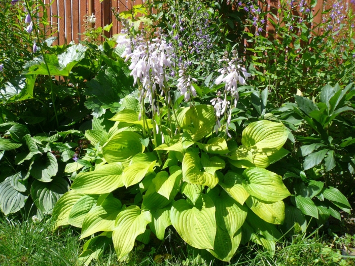 Цветущая хоста
