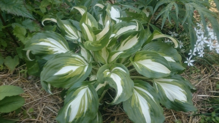 Хоста найт бефоре христмас