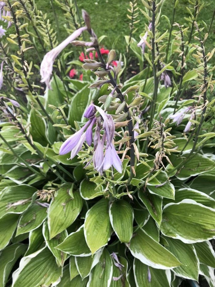 Хоста уличная