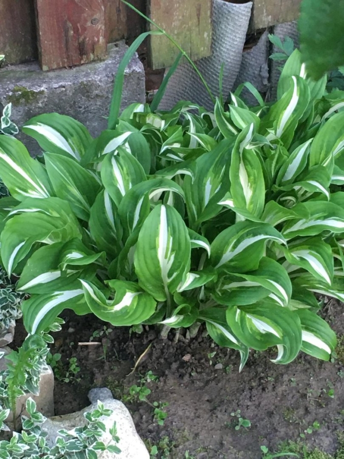 Хоста undulata univittata