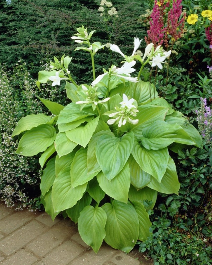 Hosta plantaginea