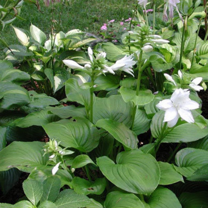 Хоста подорожниковая афродита