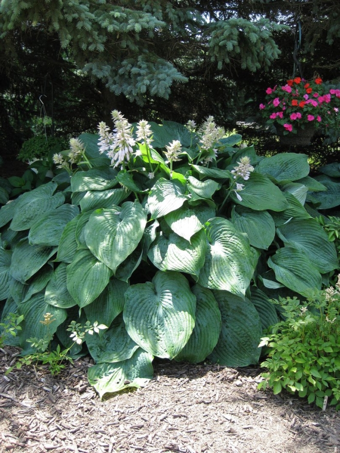 Хоста флорес