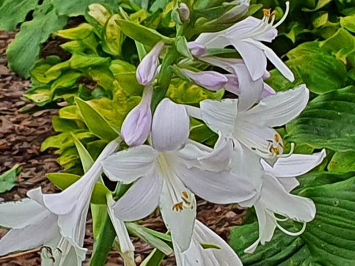 Хоста амброзия