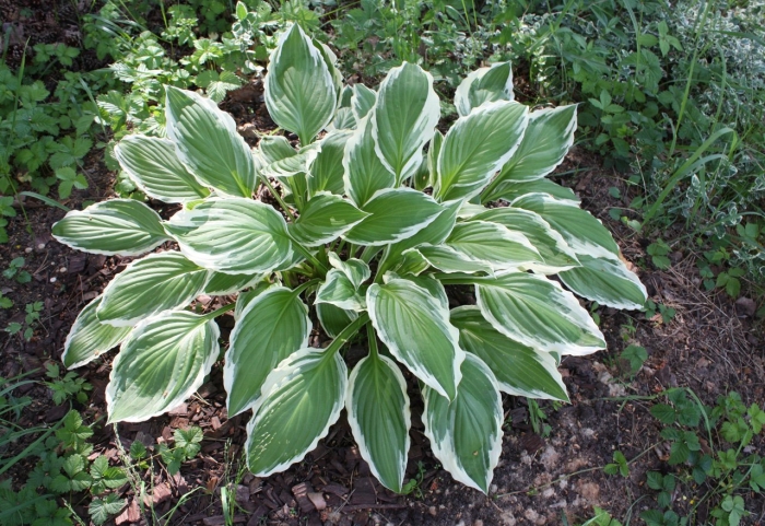 Хоста антиох (hosta antioch)
