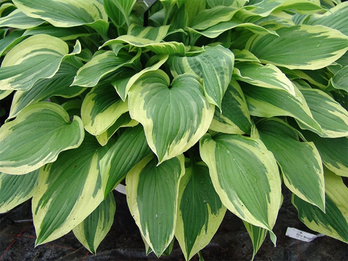 Хоста гибридная антиох