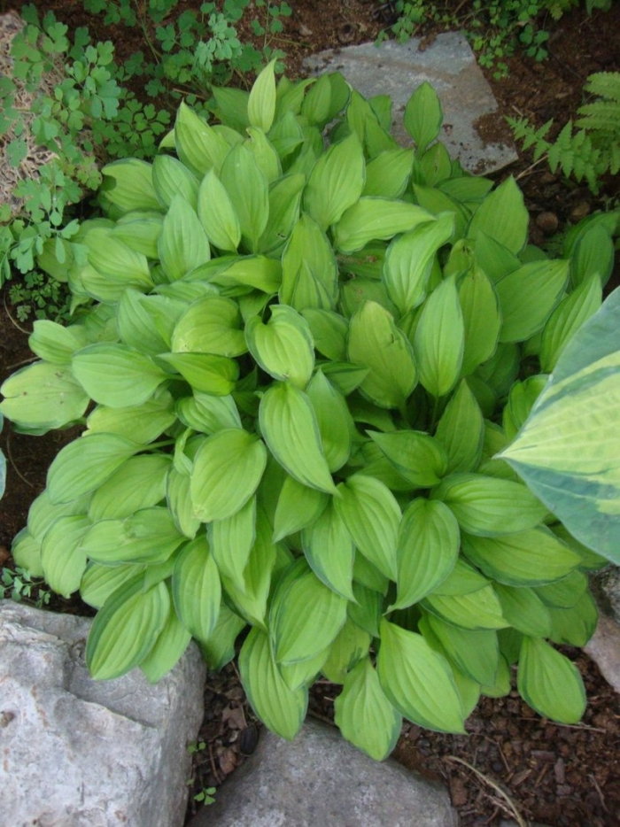 Хоста твист лайм