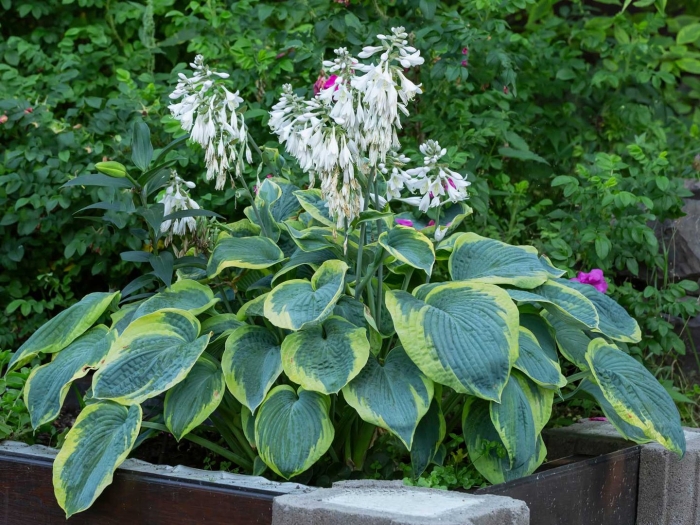 Хоста sieboldiana ‘frances williams’