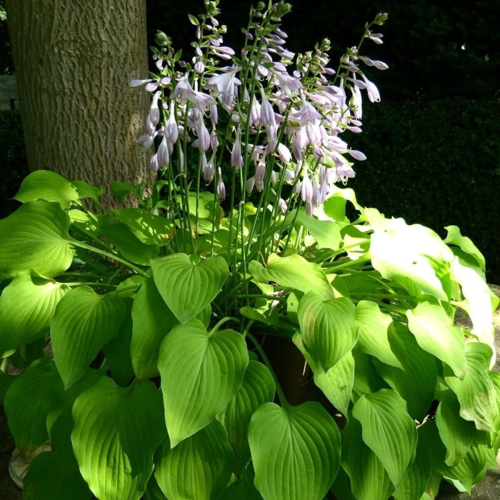Хоста цветок