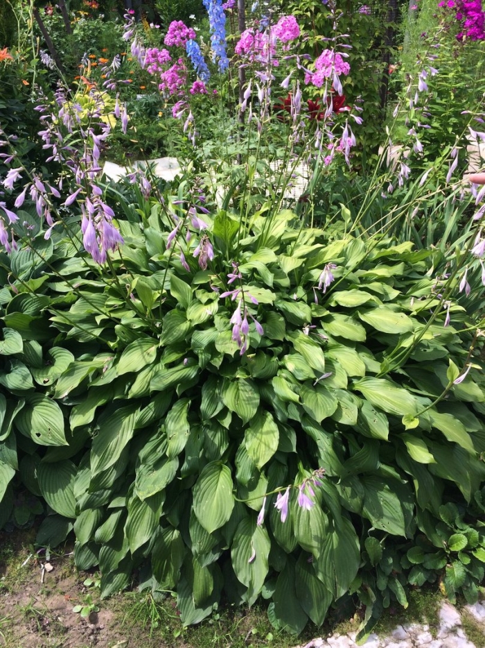 Хоста цветение
