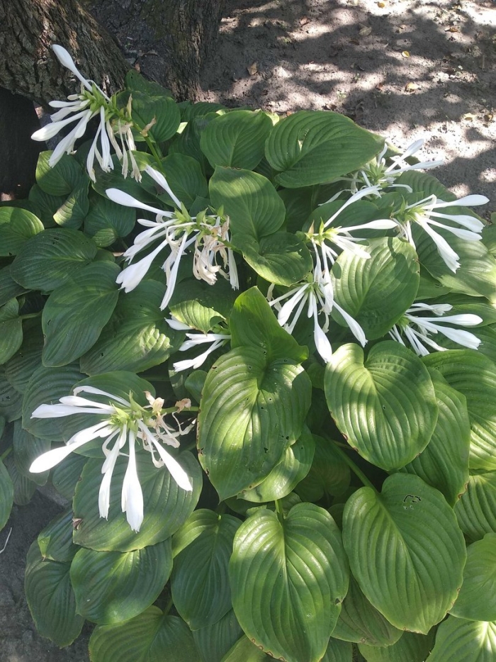 Хоста подорожниковая (hosta plantaginea)