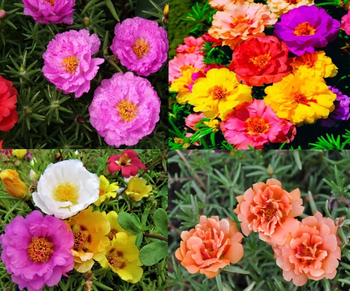 Портулак огородный