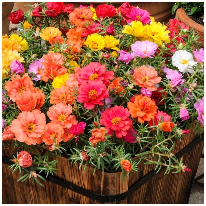 Портулак махровый