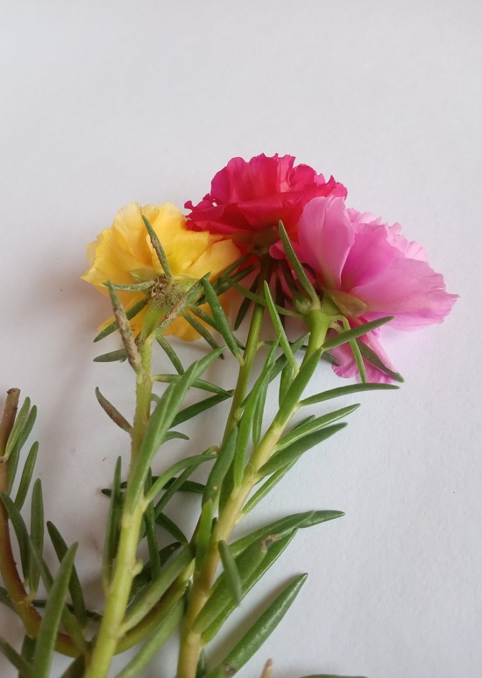 Цветок портулак