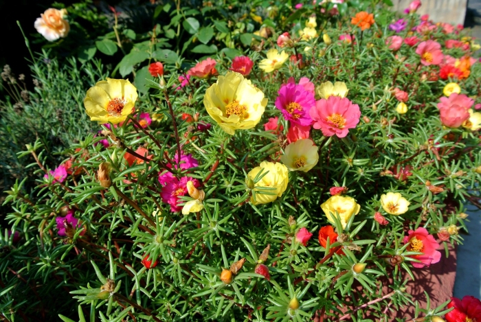 Portulaca oleracea