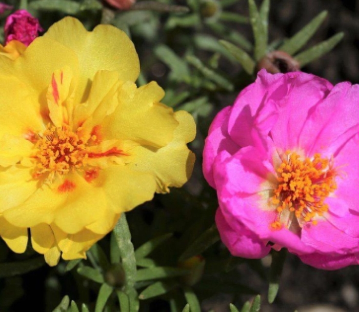 Портулак крупноцветный