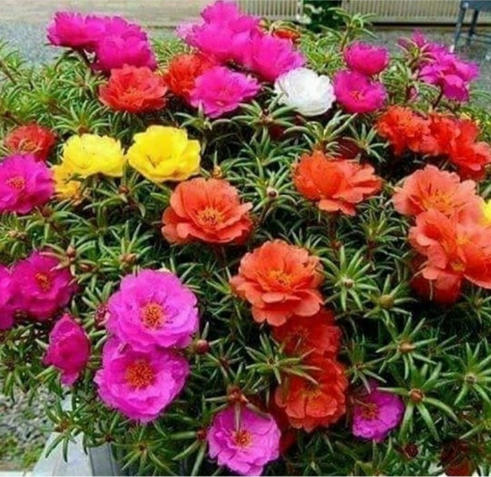 Портулака грандифлора