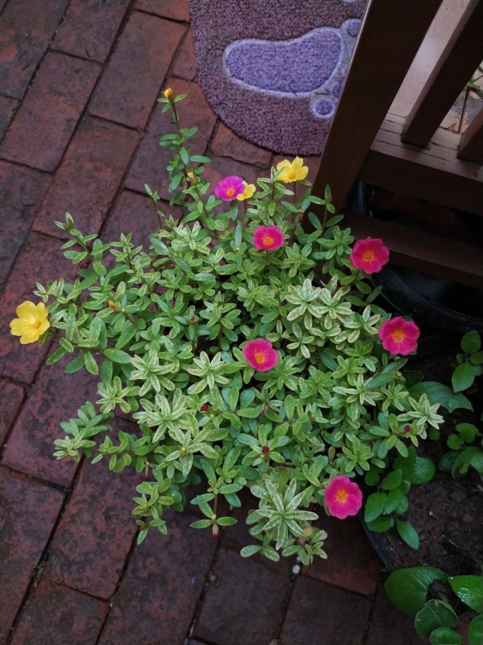 Портулак хэппи ауэр