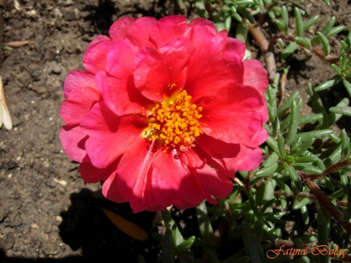 Портулак крупноцветковый махровый