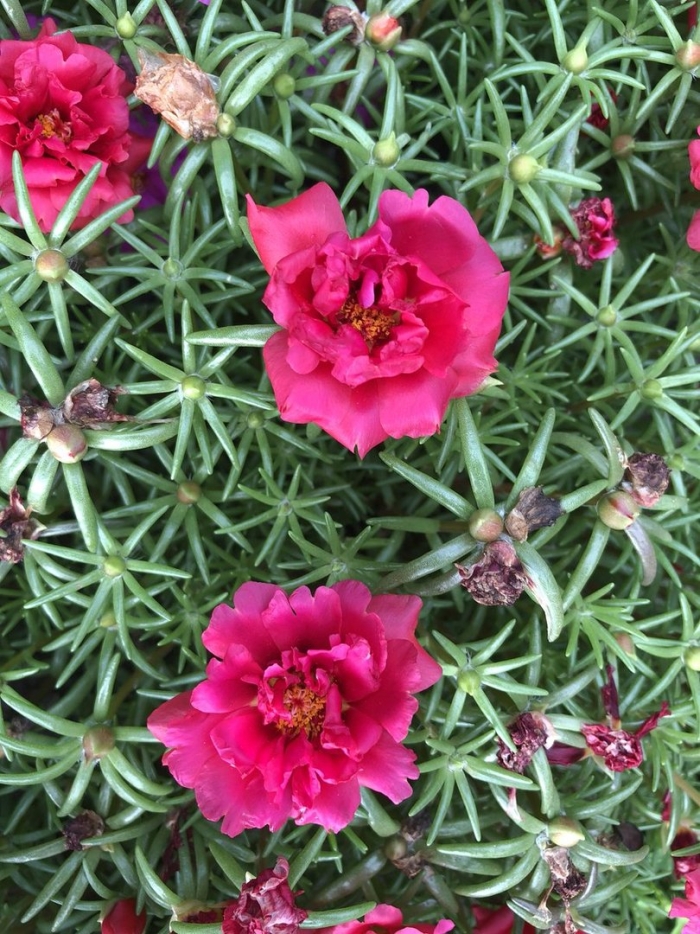 Портулак королевский