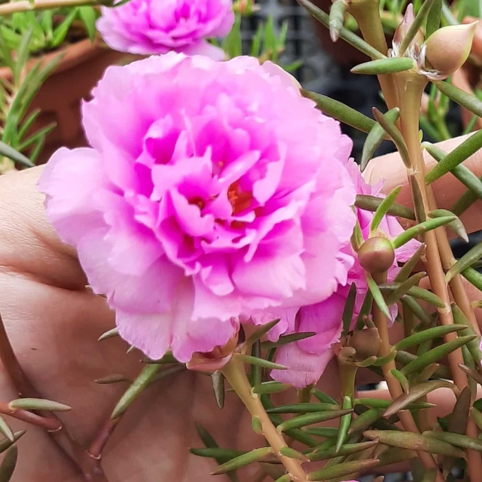 Цветок портулак