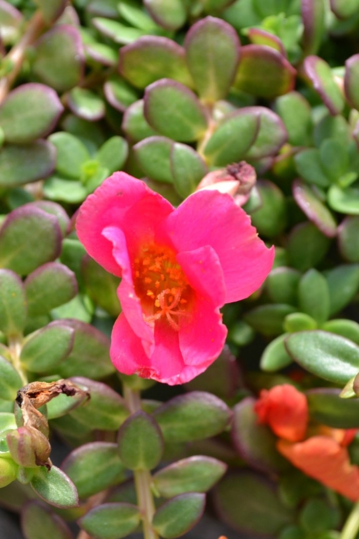 Портулак ампельный