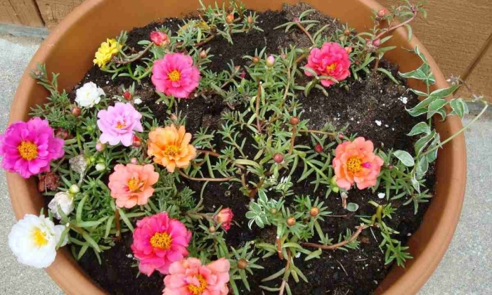 Портулак махровый крупноцветковый